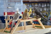 Puleiro aves - pássaro